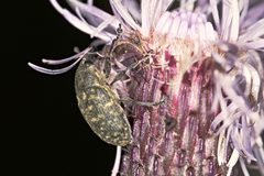 Larinus turbinatus PL by Pawel Ryszawa. Used under a CC BY 3.0 license.