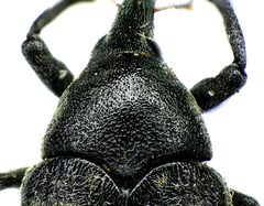 Larinus turbinatus pronotum by Siga. Used under a CC BY-SA 3.0 license.