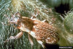 Microlarinus lareynii by USDA ARS European Biological Control Laboratory. Used under a CC BY 3.0 us license.