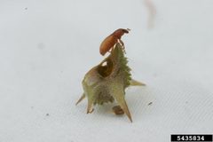 Microlarinus lareynii1 by Eric Coombs, Oregon Department of Agriculture, Bugwood.org

- See more at: http://www.invasive.org/browse/detail.cfm?imgnum=5435836#sthash.vuyq41FN.dpuf. Used under a CC BY 3.0 license.
