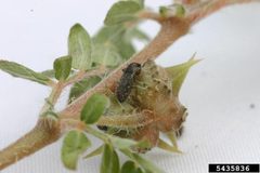 Microlarinus lareynii2 by Eric Coombs, Oregon Department of Agriculture, Bugwood.org

- See more at: http://www.invasive.org/browse/detail.cfm?imgnum=5435836#sthash.vuyq41FN.dpuf. Used under a CC BY 3.0 license.