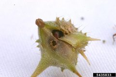 Microlarinus lareynii3 by Eric Coombs, Oregon Department of Agriculture, Bugwood.org

- See more at: http://www.invasive.org/browse/detail.cfm?imgnum=5435836#sthash.vuyq41FN.dpuf. Used under a CC BY 3.0 license.