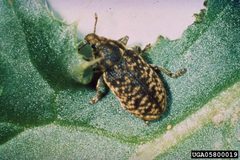 Rhinocyllus conicus-3 by Loke T. Kok. Used under a CC BY 3.0 us license.