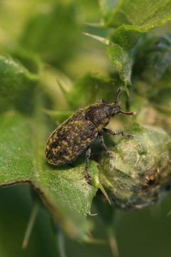 Rhinocyllus conicus  by Jakob Jilg. Used under a CC BY-SA 4.0 license.
