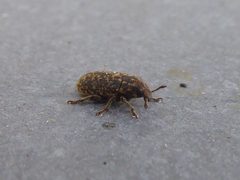 Rhinocyllus conicus 01 by Syrio. Used under a CC BY-SA 4.0 license.