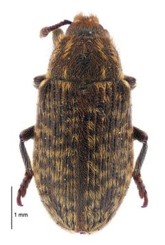 Rhinocyllus conicus dorsal by Landcare Research New Zealand Ltd. Used under a CC BY 4.0 license.