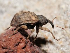 Conotrachelus anaglypticus - inat 386059997 by {{{name}}}. Used under a CC BY-SA 4.0 license.