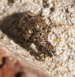 Conotrachelus buchanani - inat 270665445 by {{{name}}}. Used under a CC BY-SA 4.0 license.