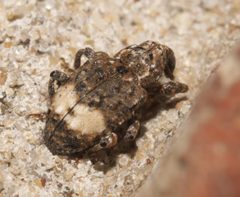 Conotrachelus buchanani - inat 270665495 by {{{name}}}. Used under a CC BY-SA 4.0 license.