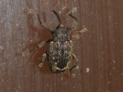Conotrachelus posticatus imported from iNaturalist photo 93623517 on 27 February 2022 by (c) jfox16, some rights reserved (CC BY). Used under a CC BY 4.0 license.