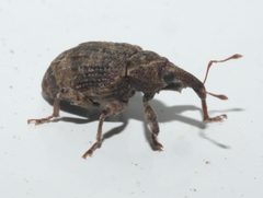 Conotrachelus seniculus PG955144b by Robert Webster

Depicted place:  Oklahoma. Used under a CC BY-SA 4.0 license.