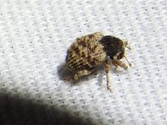 Pheloconus cribricollis - inat 153016767 by {{{name}}}. Used under a CC BY 4.0 license.