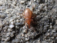 Thalasselephas testaceus 253033679 by Chloe and Trevor Van Loon. Used under a CC BY 4.0 license.