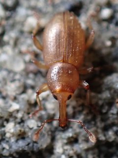 Thalasselephas testaceus 253033697 by Chloe and Trevor Van Loon. Used under a CC BY 4.0 license.