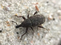 Hylobius aliradicis by Scott Morris. Used under a CC BY 4.0 license.