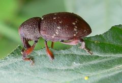 Hylobius transversovittatus 1 by Hylobius_transversovittatus_20050729_464.jpg: Georg Slickers
derivative work: Berichard (talk). Used under a CC BY-SA 3.0 license.
