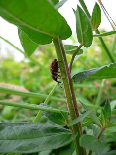 Hylobius transversovittatus 20050729 457 by Georg Slickers. Used under a CC BY-SA 4.0 license.