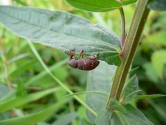 Hylobius transversovittatus 20050729 464 by Georg Slickers. Used under a CC BY-SA 4.0 license.
