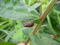 Hylobius transversovittatus 20050729 466 by Georg Slickers. Used under a CC BY-SA 4.0 license.