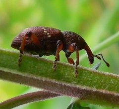 Hylobius transversovittatus 3 by Hylobius_transversovittatus_20050729_457.jpg: Georg Slickers
derivative work: Berichard (talk). Used under a CC BY-SA 3.0 license.