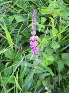 Lythrum salicaria 20050731 745 by Georg Slickers. Used under a CC BY-SA 4.0 license.