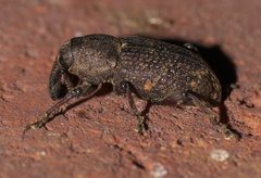 Pachylobius picivorus - inat 190392019 by {{{name}}}. Used under a CC BY-SA 4.0 license.