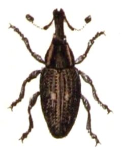 Lepyrus.palustris.-.calwer.31.19 by Emil Hochdanz
. Used under a Public domain license.