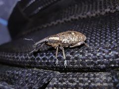 Lepyrus palustris 335735772 by Vasily Moryashkin. Used under a CC BY 4.0 license.