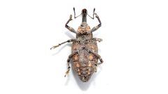 Lepyrus palustris 75084645 by Dan MacNeal. Used under a CC BY 4.0 license.