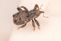 Sthereus horridus - inat 233669652 by {{{name}}}. Used under a CC BY 4.0 license.