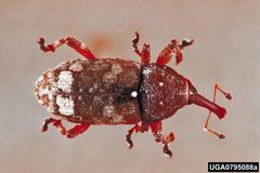 Pissodes nemorensis by Gerald J. Lenhard, Louisiana State University, Bugwood.org. Used under a CC BY 3.0 license.