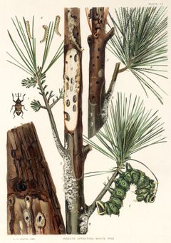 InsectsAffectingWhitePine by L. H. Joutel
. Used under a PD-US license.