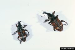 Pissodes strobi by Dave Powell, USDA Forest Service (retired), Bugwood.org. Used under a CC BY 3.0 license.