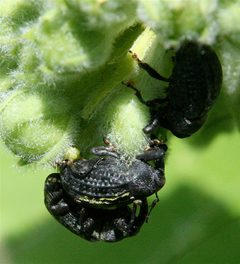 Rhyssomatus lineaticollis by Cody Hough. Used under a CC BY-SA 3.0 license.