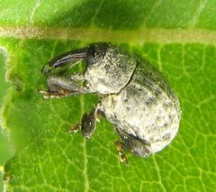 Rhyssomatus lineaticollis on leaf by Beatriz Moisset. Used under a CC BY-SA 4.0 license.