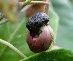 Rhyssomatus lineaticollis on milkweed bud by Beatriz Moisset. Used under a CC BY-SA 4.0 license.