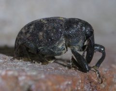 Rhyssomatus palmacollis P1440873a by 
xpda. Used under a CC BY-SA 4.0 license.