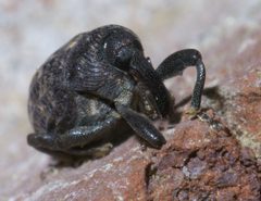 Rhyssomatus palmacollis P1440874a by 
xpda. Used under a CC BY-SA 4.0 license.