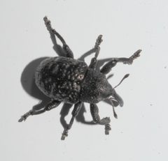 Chalcodermus aeneus - inat 314560860 by {{{name}}}. Used under a CC BY-SA 4.0 license.