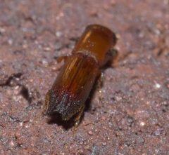 Euplatypus compositus P1130945a by 
xpda. Used under a CC BY-SA 4.0 license.