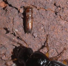 Euplatypus compositus P1310529b by 
xpda. Used under a CC BY-SA 4.0 license.