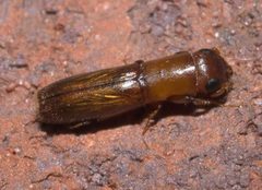 Oxoplatypus quadridentatus P1130954a by 
xpda. Used under a CC BY-SA 4.0 license.