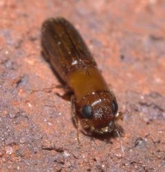 Oxoplatypus quadridentatus P1130955a by 
xpda. Used under a CC BY-SA 4.0 license.