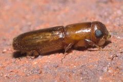 Oxoplatypus quadridentatus P1130956a by 
xpda. Used under a CC BY-SA 4.0 license.