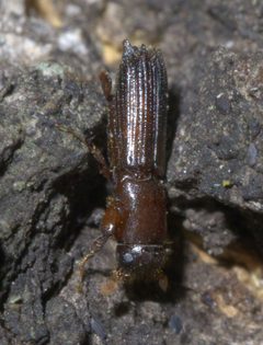 Oxoplatypus quadridentatus P1550308a by 
xpda. Used under a CC BY-SA 4.0 license.