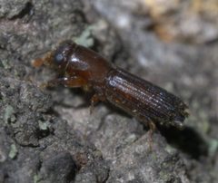 Oxoplatypus quadridentatus P1550319a by 
xpda. Used under a CC BY-SA 4.0 license.