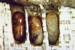 Columbian timber beetle adult and pupae by Jack C. Nord. Used under a CC BY 3.0 us license.