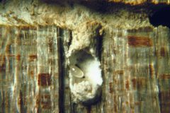 Corthylus columbianus eggs by Jack C. Nord. Used under a CC BY 3.0 us license.