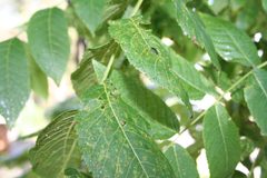 Black Walnut Leaves by Jeffrey Beall. Used under a CC BY-SA 2.0 license.