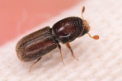 Pseudopityophthorus pruinosus - inat 381389475 by {{{name}}}. Used under a CC BY 4.0 license.